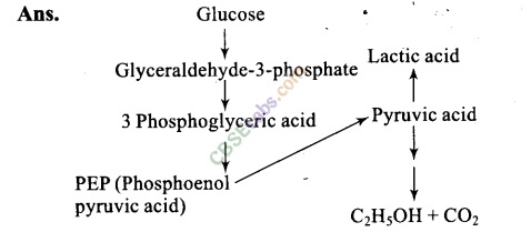 NCERT Exemplar Class 11 Biology Chapter 14 Respiration in Plants Img 10
