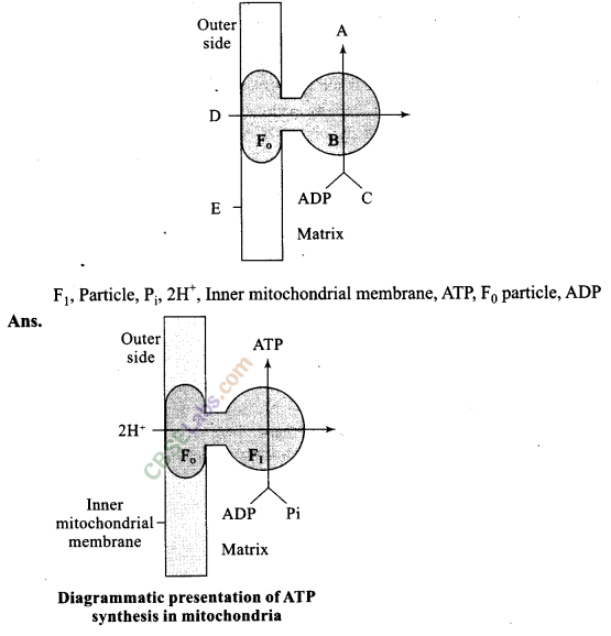 NCERT Exemplar Class 11 Biology Chapter 14 Respiration in Plants Img 11