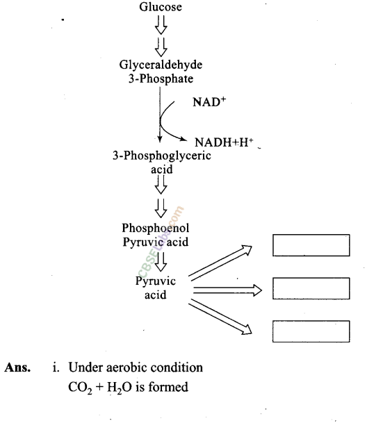NCERT Exemplar Class 11 Biology Chapter 14 Respiration in Plants Img 3