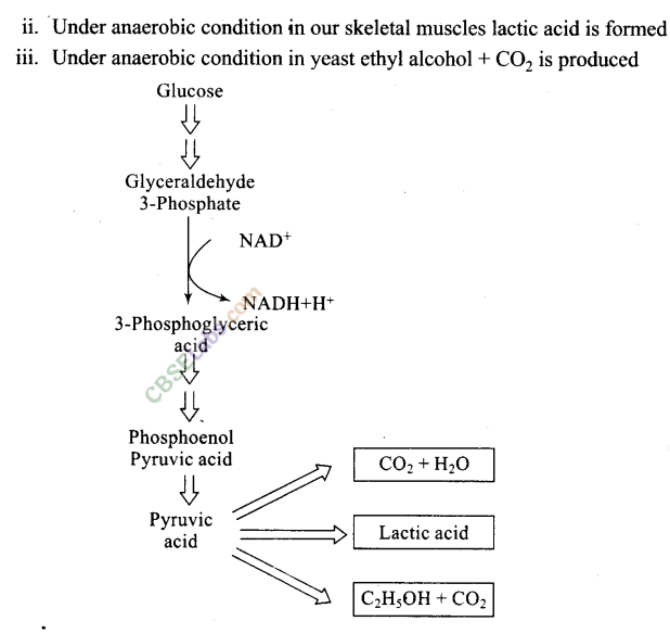 NCERT Exemplar Class 11 Biology Chapter 14 Respiration in Plants Img 4