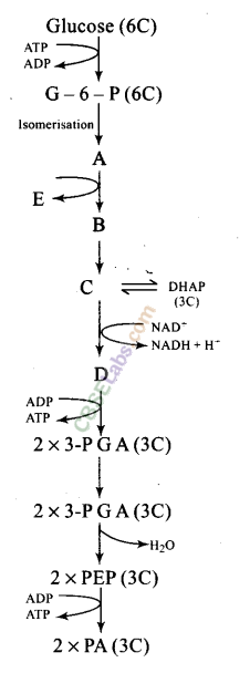 NCERT Exemplar Class 11 Biology Chapter 14 Respiration in Plants Img 5