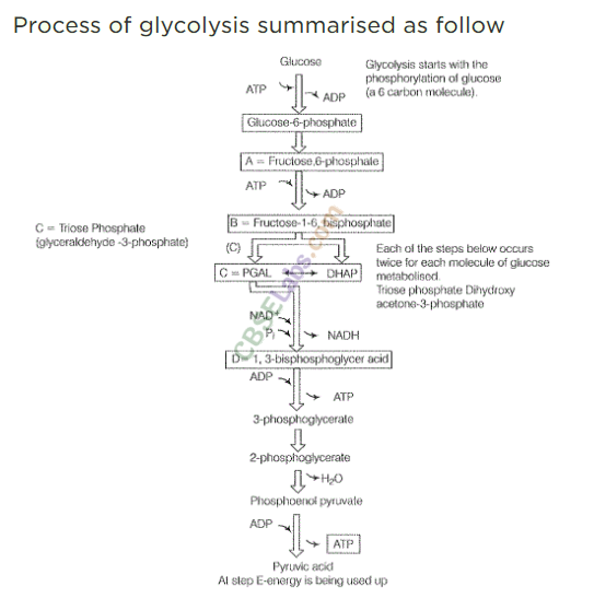 NCERT Exemplar Class 11 Biology Chapter 14 Respiration in Plants Img 6