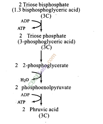 NCERT Exemplar Class 11 Biology Chapter 14 Respiration in Plants Img 7