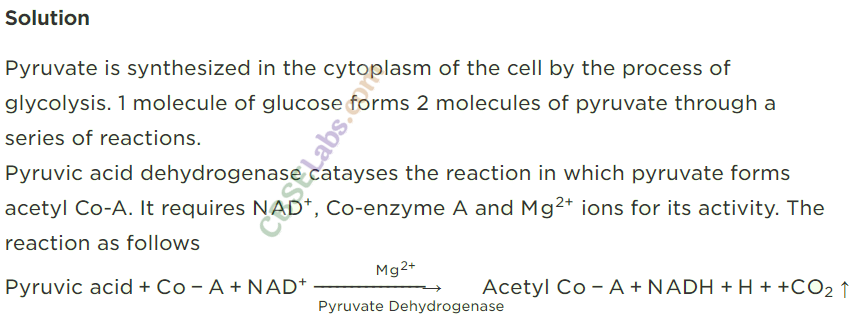 NCERT Exemplar Class 11 Biology Chapter 14 Respiration in Plants Img 8