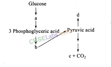 NCERT Exemplar Class 11 Biology Chapter 14 Respiration in Plants Img 9