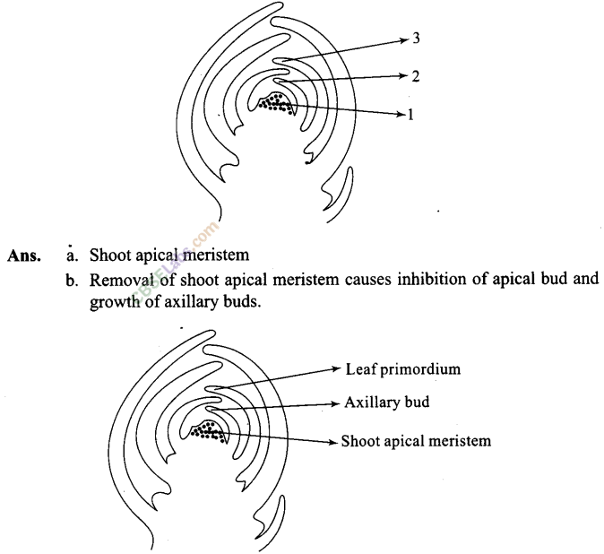 NCERT Exemplar Class 11 Biology Chapter 15 Plant Growth and Development Img 3