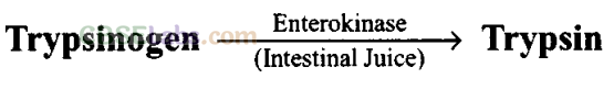 NCERT Exemplar Class 11 Biology Chapter 16 Digestion and Absorption Img 2