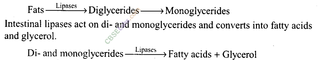 NCERT Exemplar Class 11 Biology Chapter 16 Digestion and Absorption Img 3