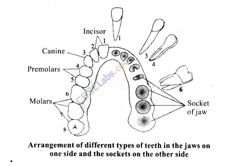 NCERT Exemplar Class 11 Biology Chapter 16 Digestion and Absorption Img 7