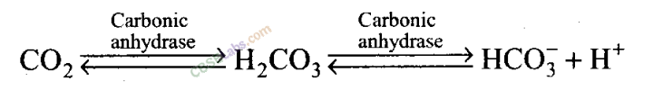 NCERT Exemplar Class 11 Biology Chapter 17 Breathing and Exchange of Gases Img 2