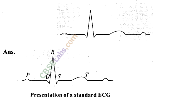 NCERT Exemplar Class 11 Biology Chapter 18 Body Fluids and Circulation Img 2