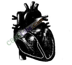 NCERT Exemplar Class 11 Biology Chapter 18 Body Fluids and Circulation Img 3