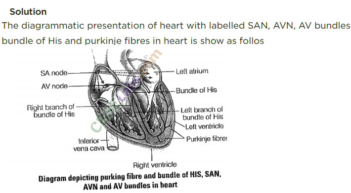 NCERT Exemplar Class 11 Biology Chapter 18 Body Fluids and Circulation Img 4