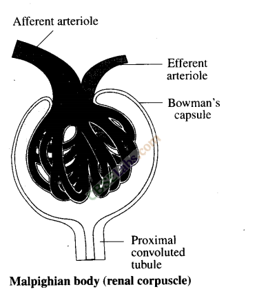 NCERT-Exemplar-Class-11-Biology-Chapter-19-Excretory-Products-and-Their-Elimination-1