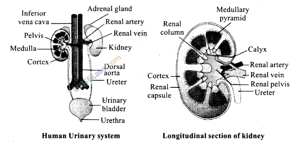 NCERT Exemplar Class 11 Biology Chapter 19 Excretory Products and Their Elimination Img 4