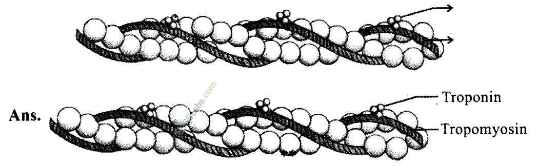 NCERT-Exemplar-Class-11-Biology-Chapter-20-Locomotion-and-Movement-1