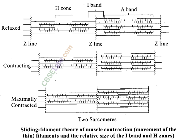 NCERT Exemplar Class 11 Biology Chapter 20 Locomotion and Movement Img 2