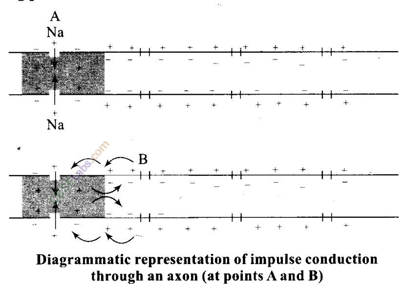 NCERT-Exemplar-Class-11-Biology-Chapter-21-Neural-Control-and-Coordination-1