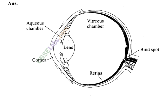 NCERT Exemplar Class 11 Biology Chapter 21 Neural Control and Coordination Img 4