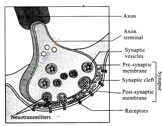 NCERT Exemplar Class 11 Biology Chapter 21 Neural Control and Coordination Img 5