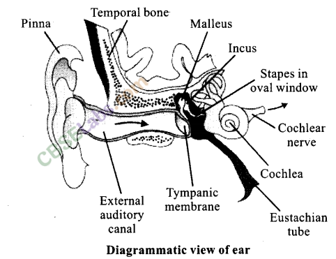 NCERT Exemplar Class 11 Biology Chapter 21 Neural Control and Coordination Img 6