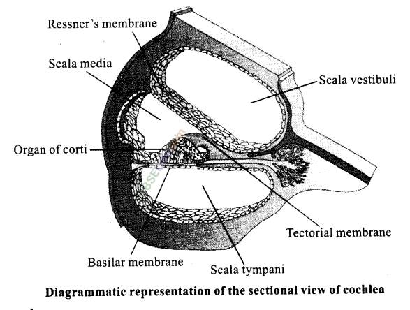 NCERT Exemplar Class 11 Biology Chapter 21 Neural Control and Coordination Img 7