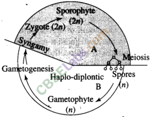 NCERT-Exemplar-Class-11-Biology-Chapter-3-Plant-Kingdom-1