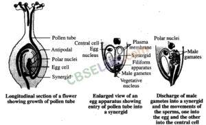 NCERT Exemplar Class 11 Biology Chapter 3 Plant Kingdom Img 2