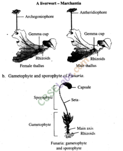 NCERT Exemplar Class 11 Biology Chapter 3 Plant Kingdom Img 3