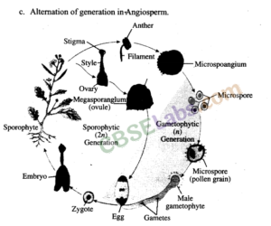 NCERT Exemplar Class 11 Biology Chapter 3 Plant Kingdom Img 4
