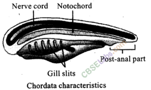 NCERT-Exemplar-Class-11-Biology-Chapter-4-Animal-Kingdom-1