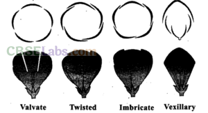 NCERT Exemplar Class 11 Biology Chapter 5 Morphology of Flowering Plants Img 10