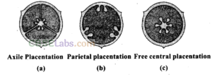 NCERT Exemplar Class 11 Biology Chapter 5 Morphology of Flowering Plants Img 11