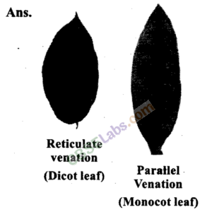 NCERT Exemplar Class 11 Biology Chapter 5 Morphology of Flowering Plants Img 3