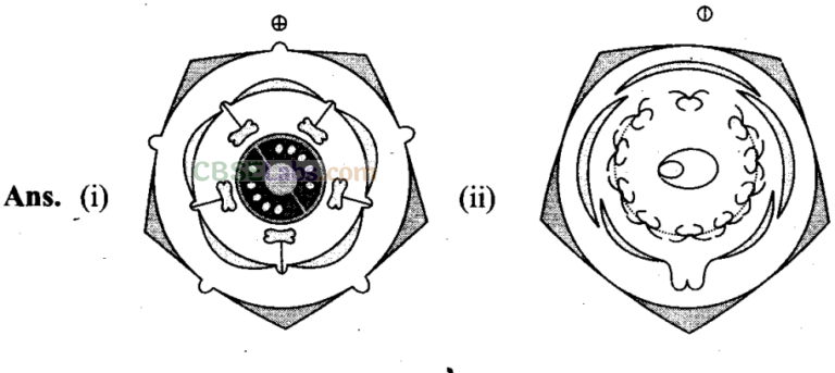 NCERT Exemplar Class 11 Biology Chapter 5 Morphology of Flowering Plants Img 5