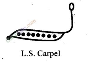 NCERT Exemplar Class 11 Biology Chapter 5 Morphology of Flowering Plants Img 7