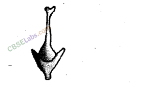 NCERT Exemplar Class 11 Biology Chapter 5 Morphology of Flowering Plants Img 8