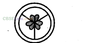NCERT Exemplar Class 11 Biology Chapter 5 Morphology of Flowering Plants Img 9