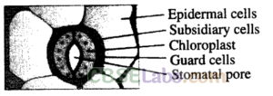 NCERT-Exemplar-Class-11-Biology-Chapter-6-Anatomy-of-Flowering-Plants-1