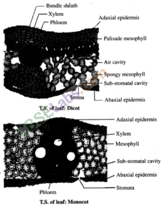 NCERT Exemplar Class 11 Biology Chapter 6 Anatomy of Flowering Plants Img 2
