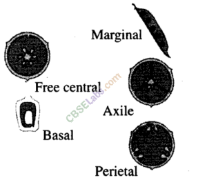 NCERT Exemplar Class 11 Biology Chapter 6 Anatomy of Flowering Plants Img 3