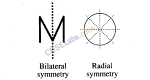 NCERT Exemplar Class 11 Biology Chapter 6 Anatomy of Flowering Plants Img 4
