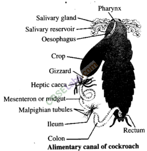NCERT-Exemplar-Class-11-Biology-Chapter-7-Structural-Organisation-in-Animals-1