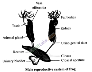 NCERT Exemplar Class 11 Biology Chapter 7 Structural Organisation in Animals Img 2