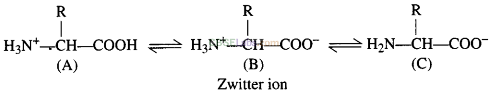 NCERT Exemplar Class 11 Biology Chapter 9 Biomolecules Img 2