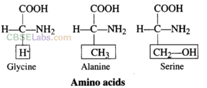 NCERT Exemplar Class 11 Biology Chapter 9 Biomolecules Img 3