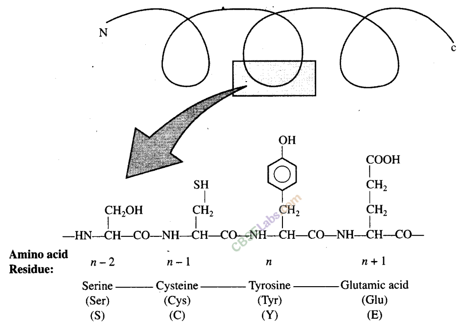 NCERT Exemplar Class 11 Biology Chapter 9 Biomolecules Img 4