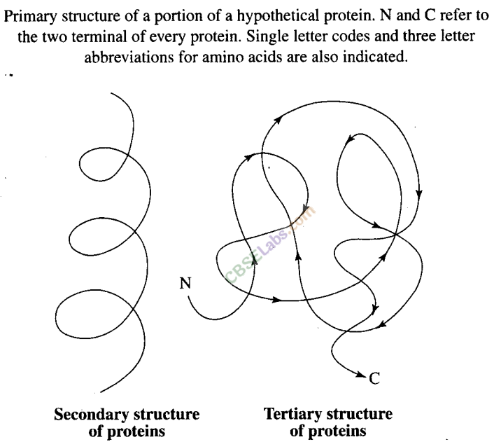 NCERT Exemplar Class 11 Biology Chapter 9 Biomolecules Img 5