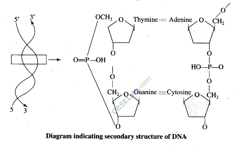 NCERT Exemplar Class 11 Biology Chapter 9 Biomolecules Img 7