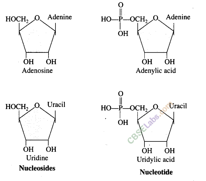 NCERT Exemplar Class 11 Biology Chapter 9 Biomolecules Img 8